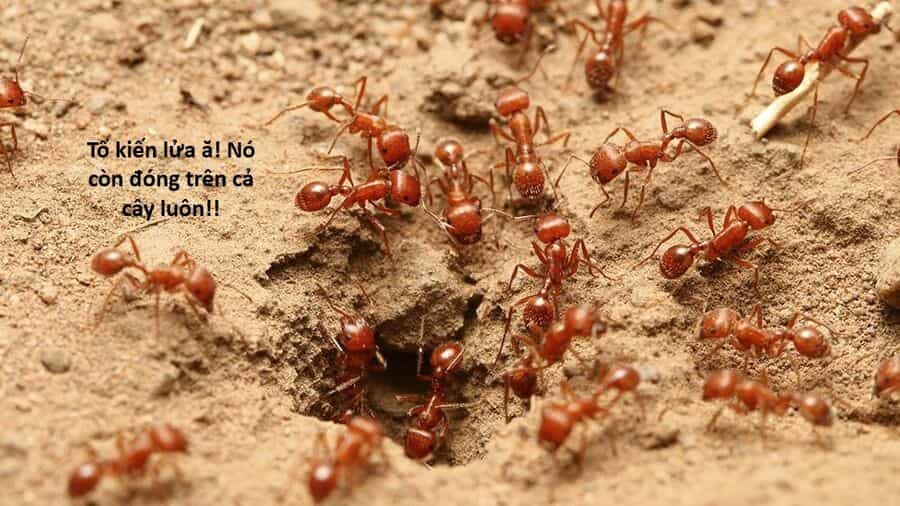 Hổ Đến Chơi Nhà - Chương 159 - ảnh 14