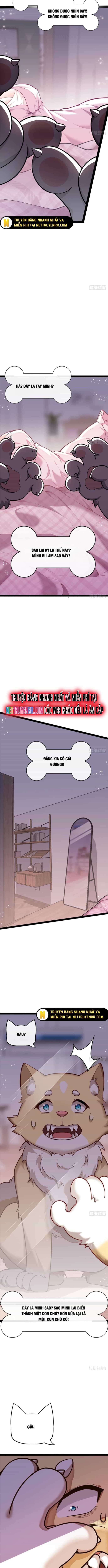 Kế Hoạch Bồi Dưỡng Streamer Của Cẩu Hoàng - Chương 1 - ảnh 2
