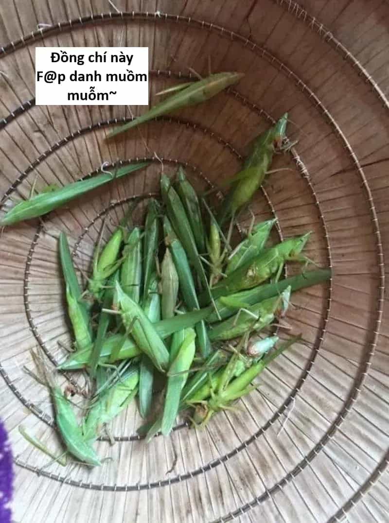 Ngay Cả Khi Hậu Tận Thế, Thật Hạnh Phúc Khi Vẫn Còn Được Sống... (Puchimasu Miếu) - Chương 51.1 - ảnh 19