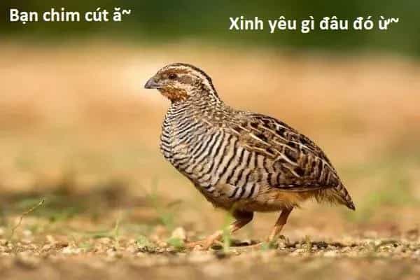 Ngay Cả Khi Hậu Tận Thế, Thật Hạnh Phúc Vẫn Còn Được Sống... - Chương 70 - ảnh 14