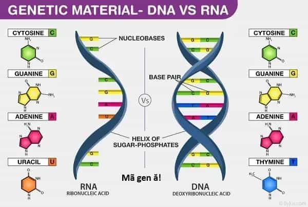 Ngay Cả Khi Hậu Tận Thế, Thật Hạnh Phúc Vẫn Còn Được Sống... - Chương 90 - ảnh 20