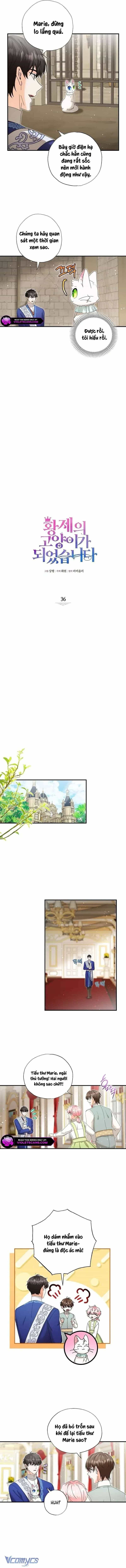 Trở Thành Miêu Nữ Của Hoàng Đế - Chương 36 - ảnh 2